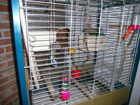 hier hun kooi ja ze schuilen even achter de schommel